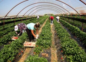 Skema në bujqësi, afati i aplikimit për fermerët shtyhet deri më 11 shtator