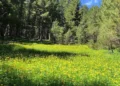 Sa pyje ka Shqipëria? Ja çfarë ka ndodhur në vite me biodiversitetin