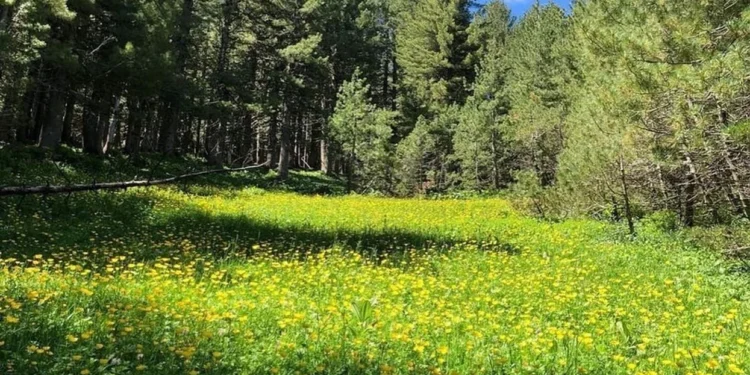 Sa pyje ka Shqipëria? Ja çfarë ka ndodhur në vite me biodiversitetin