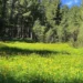 Sa pyje ka Shqipëria? Ja çfarë ka ndodhur në vite me biodiversitetin